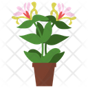 پیش‌نمایش فایل honeysuckle-potted-plant-1668135 از پک گیاهان آپارتمانی زینتی