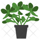 پیش‌نمایش فایل jade-potted-plant-1668160 از پک گیاهان آپارتمانی زینتی