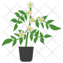 پیش‌نمایش فایل jasmine-potted-plant-1668136 از پک گیاهان آپارتمانی زینتی