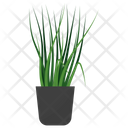 پیش‌نمایش فایل lemon-grass-plant-1668184 از پک گیاهان آپارتمانی زینتی