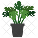 پیش‌نمایش فایل monstera-potted-plant-1668223 از پک گیاهان آپارتمانی زینتی