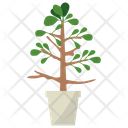 پیش‌نمایش فایل myrrh-potted-plant-1668182 از پک گیاهان آپارتمانی زینتی