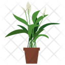 پیش‌نمایش فایل peace-lily-plant-1668155 از پک گیاهان آپارتمانی زینتی