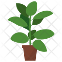 پیش‌نمایش فایل rubber-potted-plant-1668162 از پک گیاهان آپارتمانی زینتی