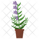 پیش‌نمایش فایل skullcap-potted-plant-1668143 از پک گیاهان آپارتمانی زینتی