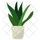 پیش‌نمایش فایل snake-plant-vector-1668207 از پک گیاهان آپارتمانی زینتی