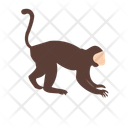 پیش‌نمایش فایل monkey-11538139 از پک حیوانات