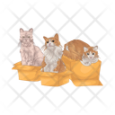 پیش‌نمایش فایل cat-in-box-11166992 از پک گربه
