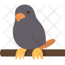 پیش‌نمایش فایل bird-5768224 از پک فروشگاه حیوانات خانگی