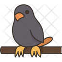 پیش‌نمایش فایل bird-5768194 از پک فروشگاه حیوانات خانگی