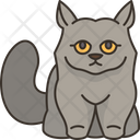 پیش‌نمایش فایل british-longhair-kitten-6459943 از پک گربه