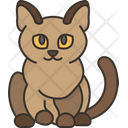 پیش‌نمایش فایل burmese-cat-6459945 از پک گربه