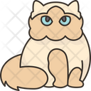 پیش‌نمایش فایل himalayan-cat-6459950 از پک گربه