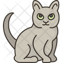 پیش‌نمایش فایل korat-cat-6459952 از پک گربه