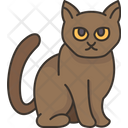 پیش‌نمایش فایل suphalak-cat-6459962 از پک گربه