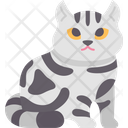 پیش‌نمایش فایل american-shorthair-cat-6459966 از پک گربه