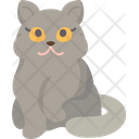 پیش‌نمایش فایل british-cat-6459974 از پک گربه