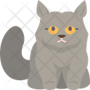 پیش‌نمایش فایل british-longhair-kitten-6459973 از پک گربه