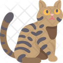 پیش‌نمایش فایل california-spangled-cat-6459976 از پک گربه