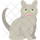 پیش‌نمایش فایل korat-cat-6459982 از پک گربه