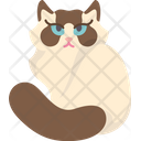 پیش‌نمایش فایل ragdoll-kitten-6459986 از پک گربه