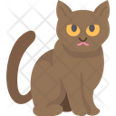 پیش‌نمایش فایل suphalak-cat-6459992 از پک گربه