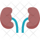 پیش‌نمایش فایل kidneys-10564681 از پک اهدا عضو بدن