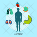 پیش‌نمایش فایل anatomy-28 از پک پزشکی و سالم