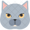 پیش‌نمایش فایل british-shorthair-1975258 از پک نژاد گربه