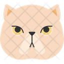 پیش‌نمایش فایل exotic-shorthair-1975255 از پک نژاد گربه