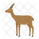 پیش‌نمایش فایل gazelle-dorkas-1596635 از پک حیوانات آفریقایی