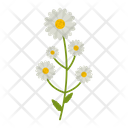 پیش‌نمایش فایل chamomile-flowers-1617783 از پک پهول جنگلی