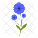 پیش‌نمایش فایل cornflower-1617793 از پک پهول جنگلی