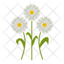 پیش‌نمایش فایل daisy-flowers-1617785 از پک پهول جنگلی