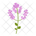 پیش‌نمایش فایل stachys-sylvatica-1617775 از پک پهول جنگلی