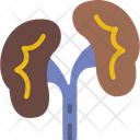 پیش‌نمایش فایل kidneys-5247642 از پک پزشکی