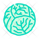 پیش‌نمایش فایل cabbage-5892740 از پک کلم