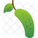 پیش‌نمایش فایل cucumber-6212431 از پک میوه و سبزیجات