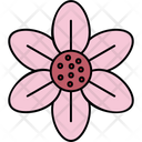 پیش‌نمایش فایل blossom-9323040 از پک گل‌ها