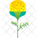 پیش‌نمایش فایل pineappleweed-9323318 از پک گل‌ها