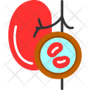 پیش‌نمایش فایل kidney-9327550 از پک چکاپ سلامت