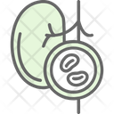 پیش‌نمایش فایل kidney-9328211 از پک چکاپ سلامت