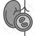 پیش‌نمایش فایل kidney-9328581 از پک چکاپ سلامت