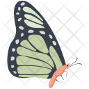 پیش‌نمایش Butterflies 
