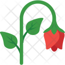 پیش‌نمایش فایل rose-212 از پک طبیعت