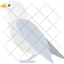 پیش‌نمایش فایل pigeon-14 از پک طبیعت و باغبانی ۲