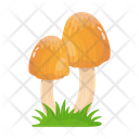 پیش‌نمایش فایل mushroom-6433501 از پک قارچ