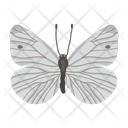 پیش‌نمایش فایل butterfly-6439311 از پک پروانه