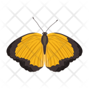 پیش‌نمایش فایل butterfly-6439315 از پک پروانه