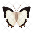 پیش‌نمایش فایل butterfly-6439317 از پک پروانه